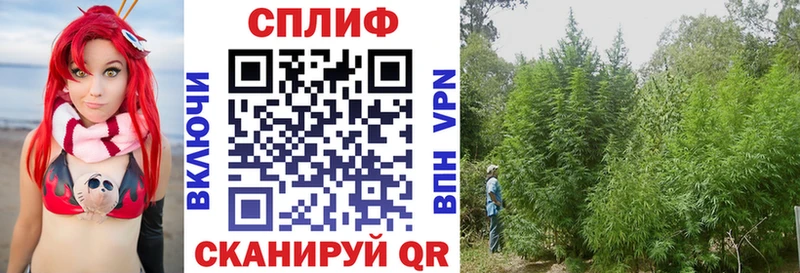 где купить наркоту  Орск  Канабис Bruce Banner 